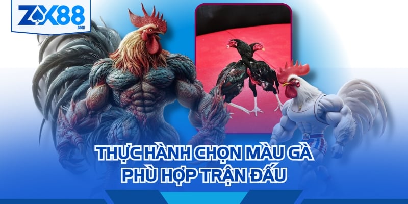 Thực hành chọn màu gà phù hợp trận đấu