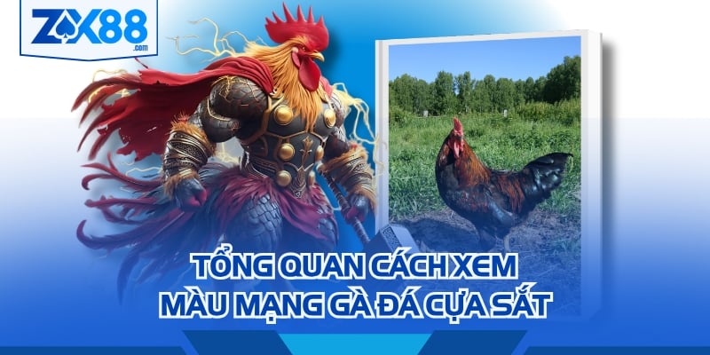 Tổng quan cách xem màu mạng gà đá cựa sắt